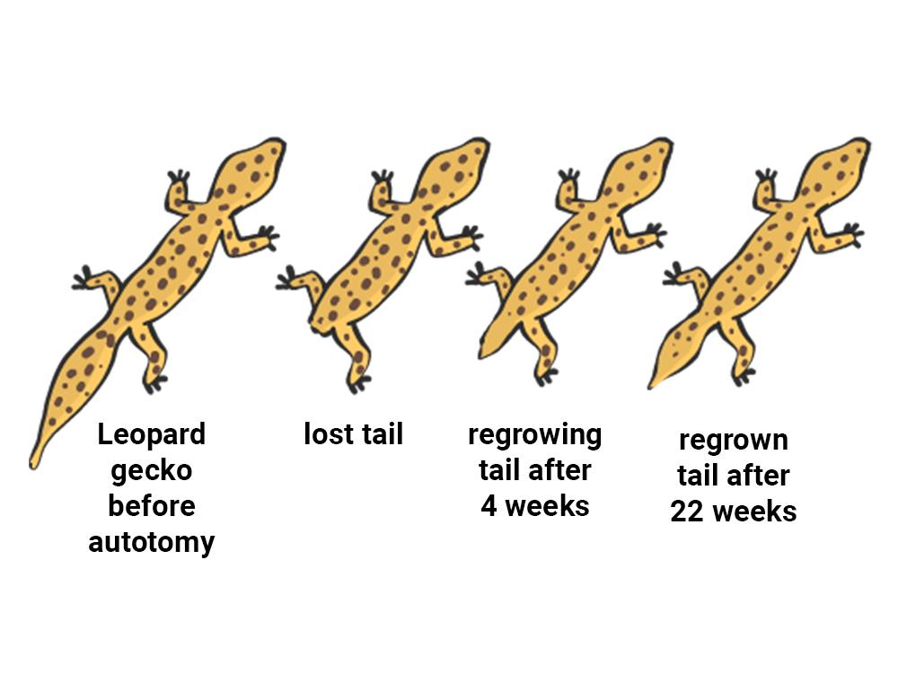 壁虎断尾长出和原来一样吗,壁虎断尾重生能用于人类吗