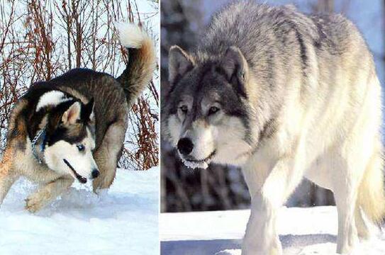 狼会把土狗当成同类吗,狼会把狗当成什么