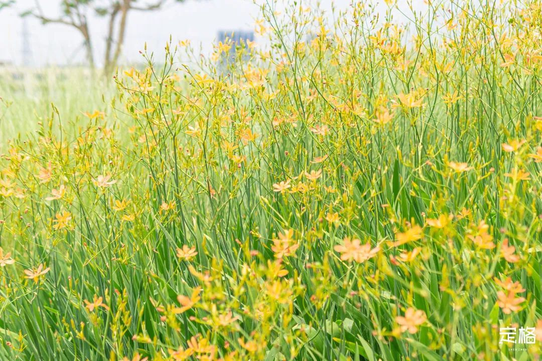 沙井万丰哪里的生蚝好吃,深圳沙井生蚝最出名店