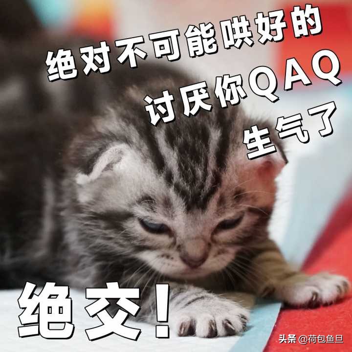 如何让猫咪知道铲屎官生气了,猫咪生气该怎么办