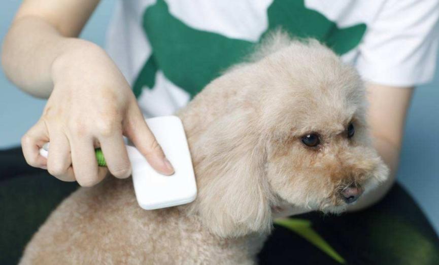 怎样知道狗狗身上有虫子,怎么能知道狗狗身上有虫