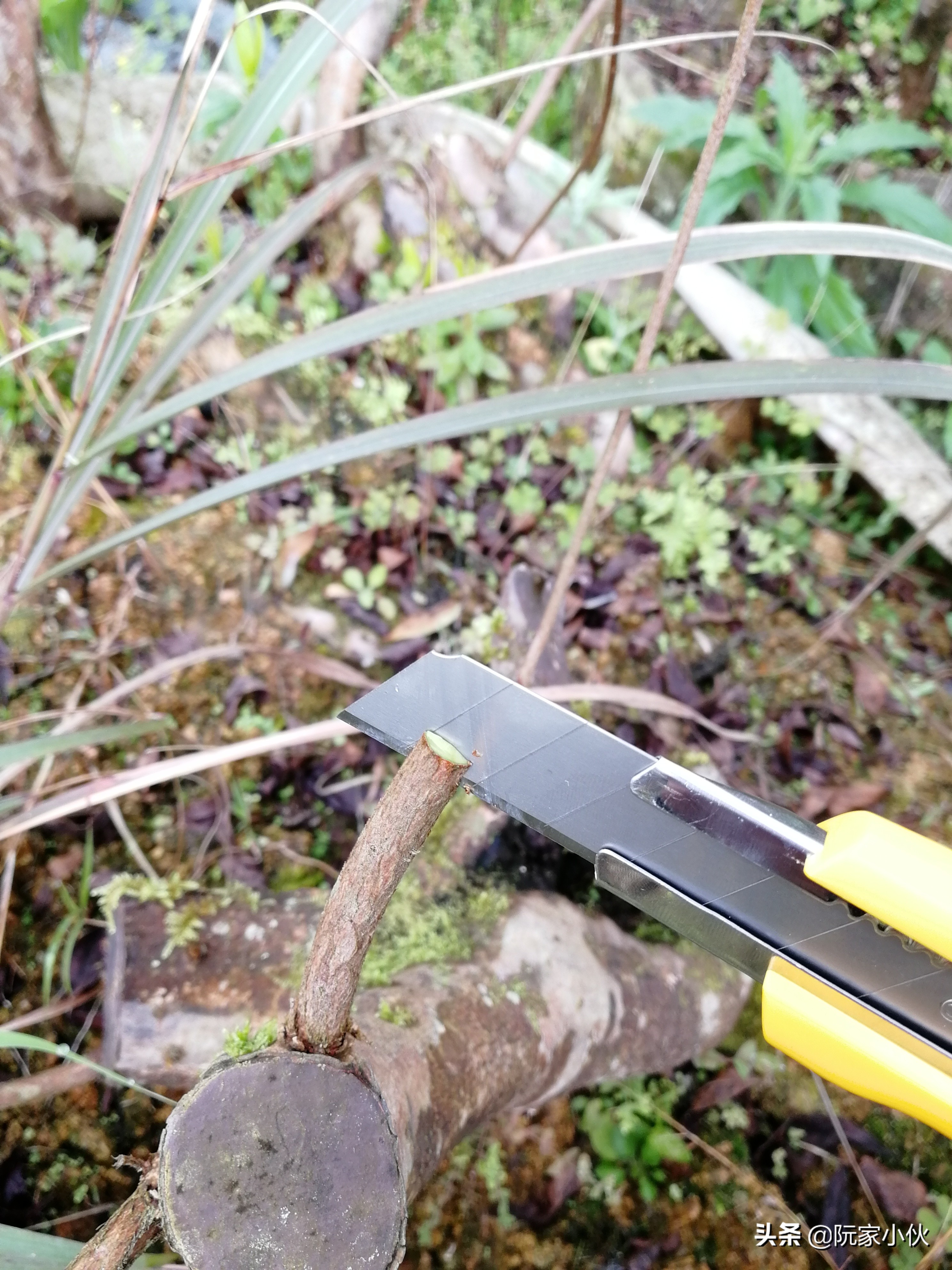 映山红嫁接的杜鹃怎么养护,映山红嫁接杜鹃多久长芽