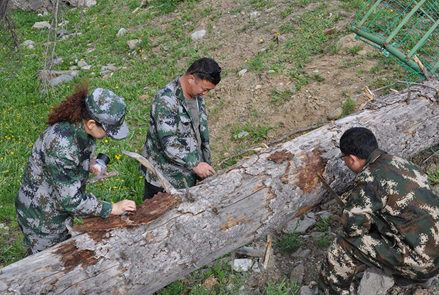 日本假鲫鱼入侵，却成钓友们的美味，一钓就一桶，比土生鲫鱼好吃