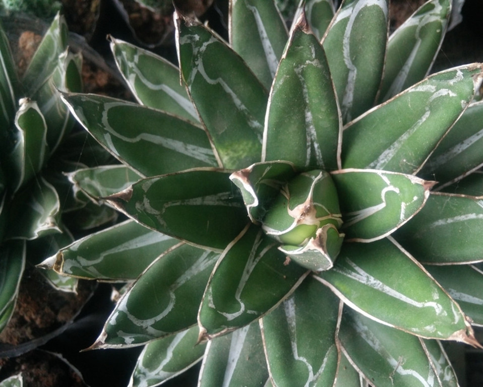 多肉植物龙舌兰养殖方法,龙舌兰多肉植物养殖方法