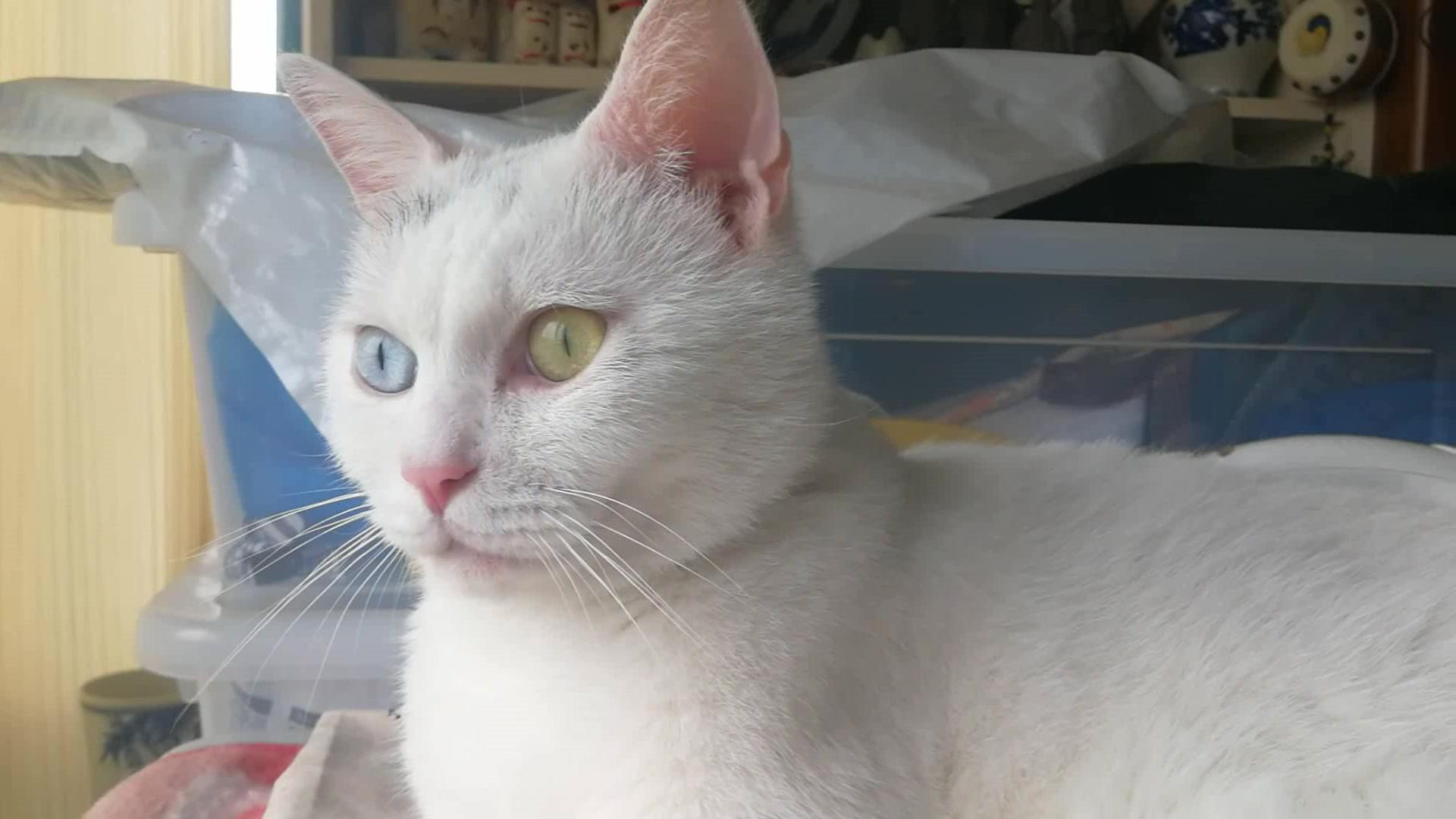 为什么不能剪猫咪的胡须,铲屎官是不是不能铲的太勤