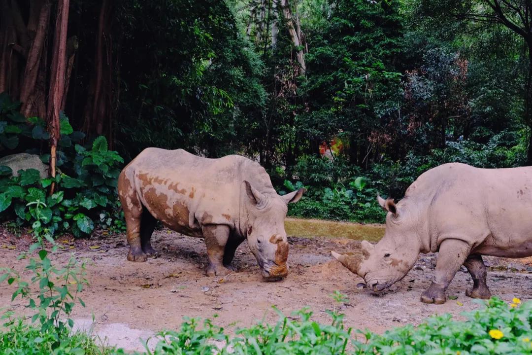 广州长隆怎么玩最划算攻略分享,广州长隆省钱攻略
