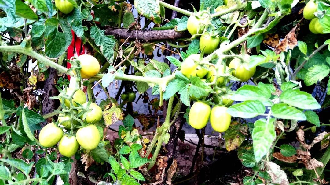 10种地下害虫10个绝招全消灭,危害萝卜的地下害虫