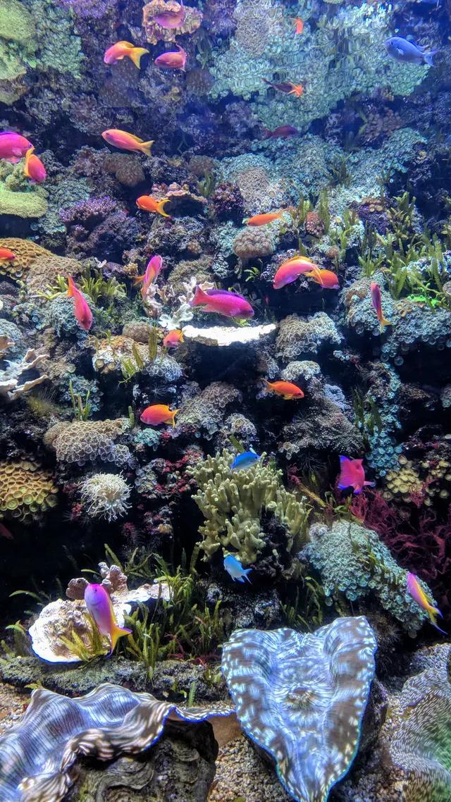 高清海底世界壁纸原生态动态,高清海底世界壁纸4k全屏无水印