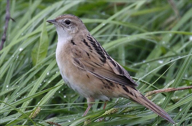 广东常见鸟类图谱和名称图文,东江揽胜鸟类