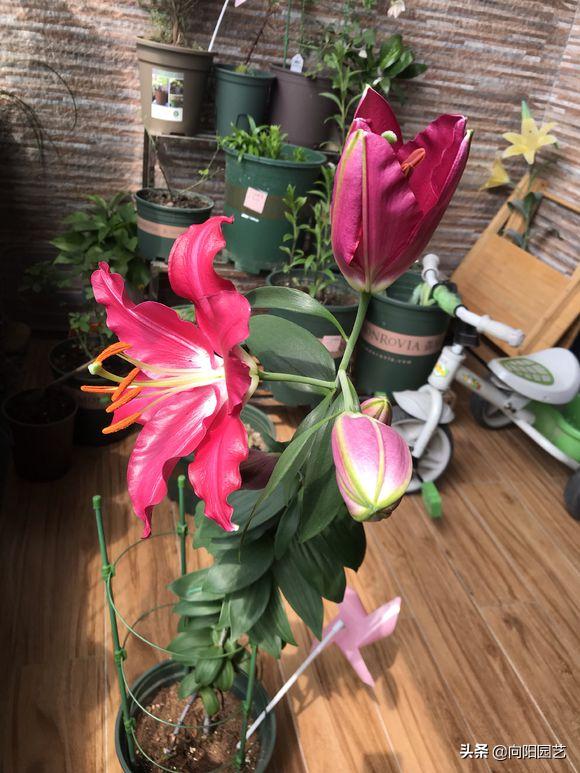 把百合种在花盆里能不能浇水,花无缺水溶肥种植百合