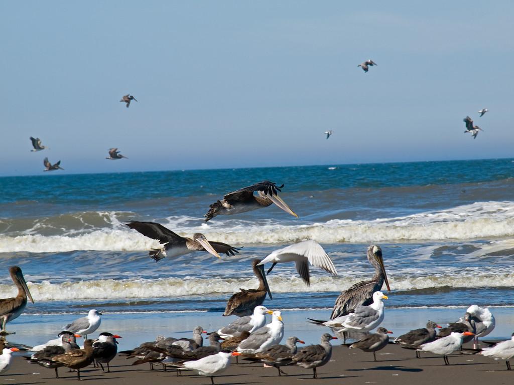 蛇岛为什么有千万条蛇,为什么蛇岛有这么多蛇其他岛没有
