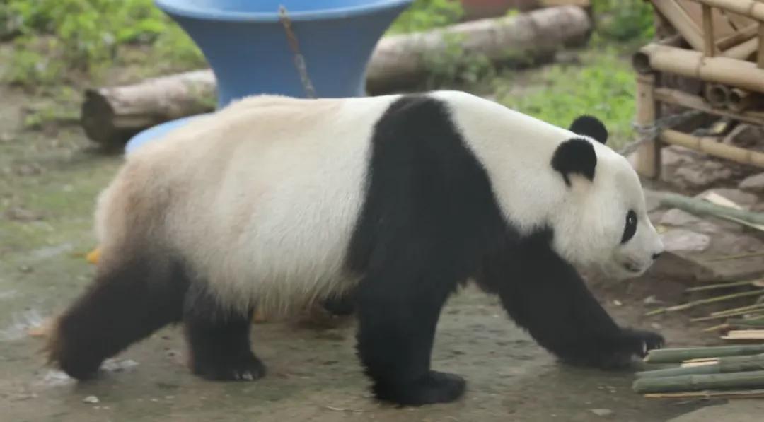 北京动物园和北京大兴野生动物园,北京动物园儿童动物园
