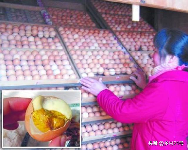 野鸡育苗全过程,野鸡从第一天到孵化的全过程