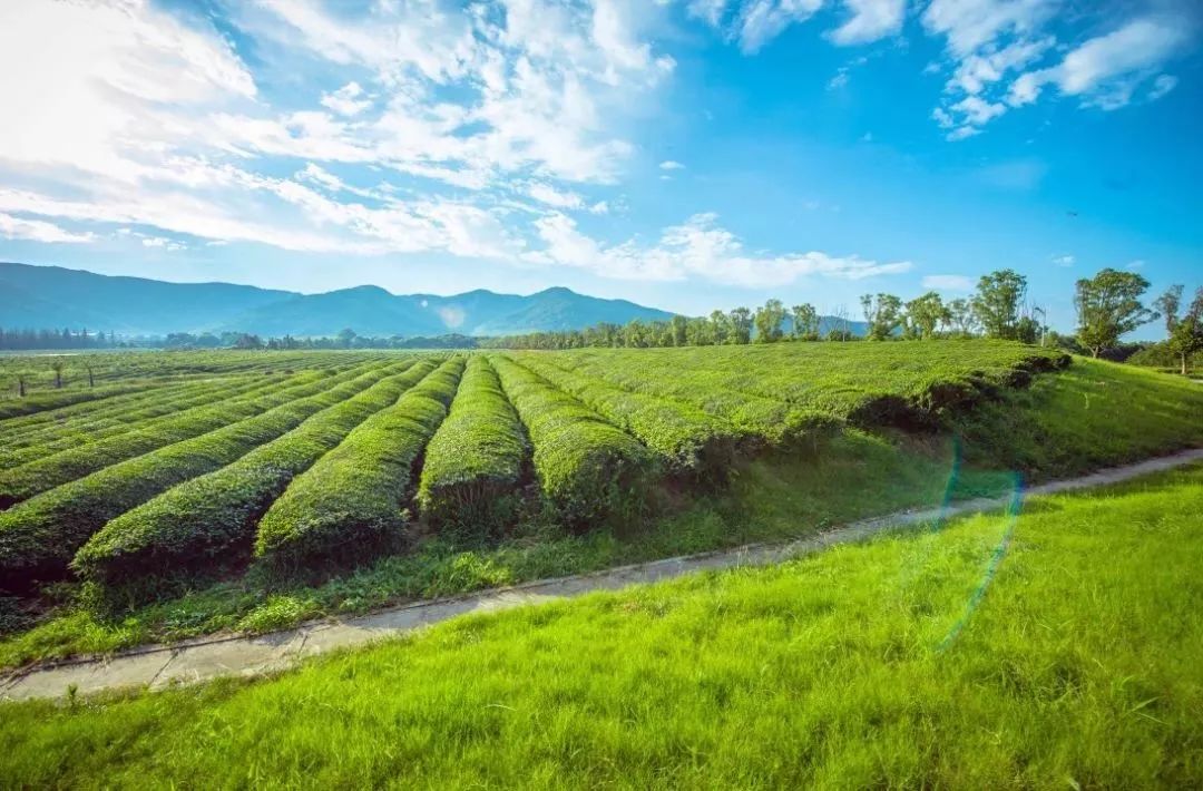 江苏无锡最美乡村前十名,无锡全国农业旅游示范点有哪些