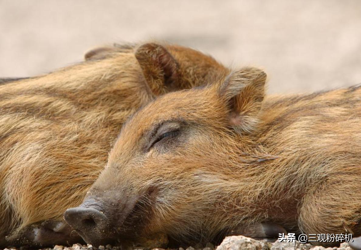 猪为什么会成为十二生肖,猪为什么排在十二生肖最后呢