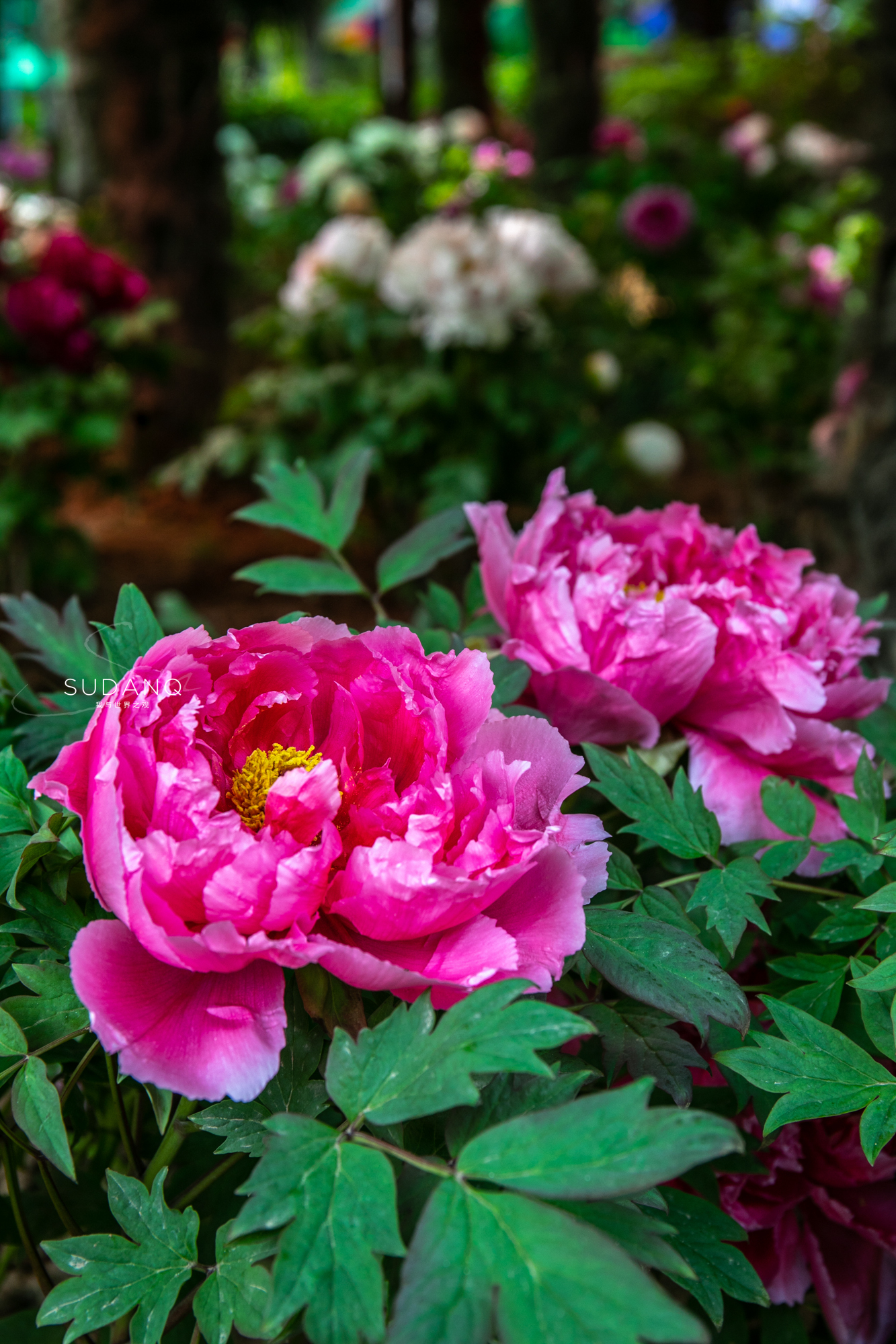 洛阳牡丹甲天下还有吗,洛阳牡丹甲天下的美景