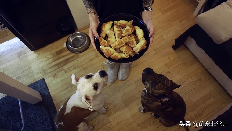 狗可以吃猫草制品吗,狗可以吃牛轧糖吗