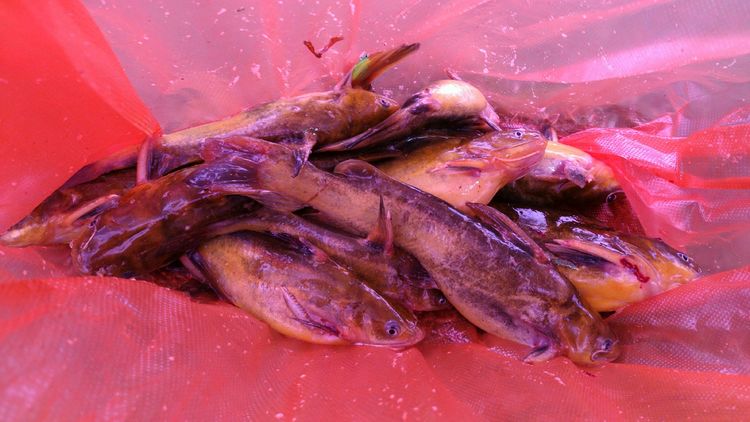 昆明周边露营野钓最佳地方,昆明周边风景优美的野钓地方