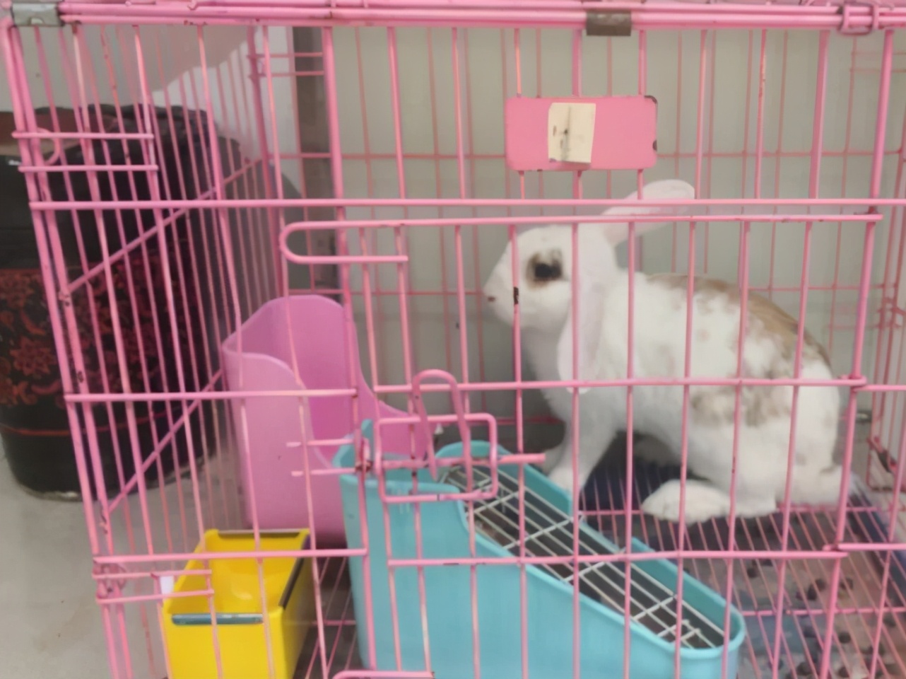 走近瑞派宠医|胡浩院长：好医生要慢着来