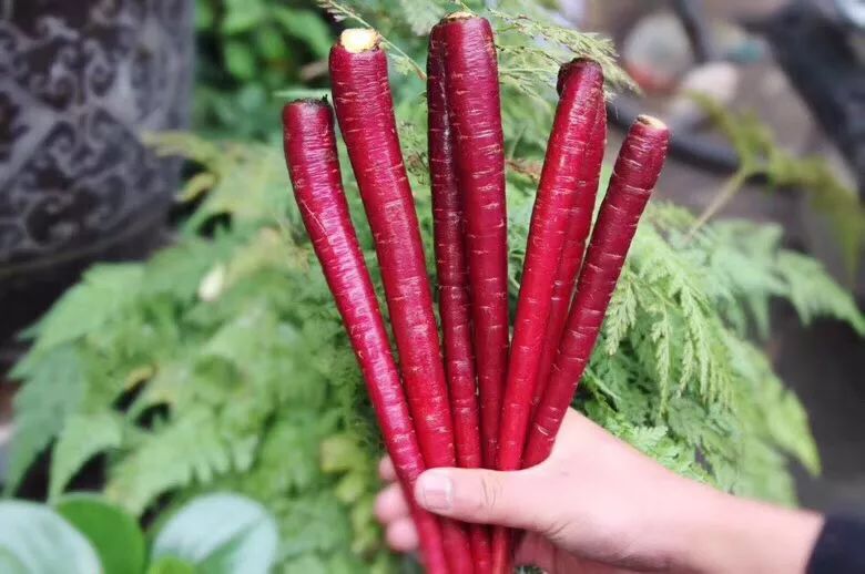 花青素甜脆萝卜,维c含量高的野果