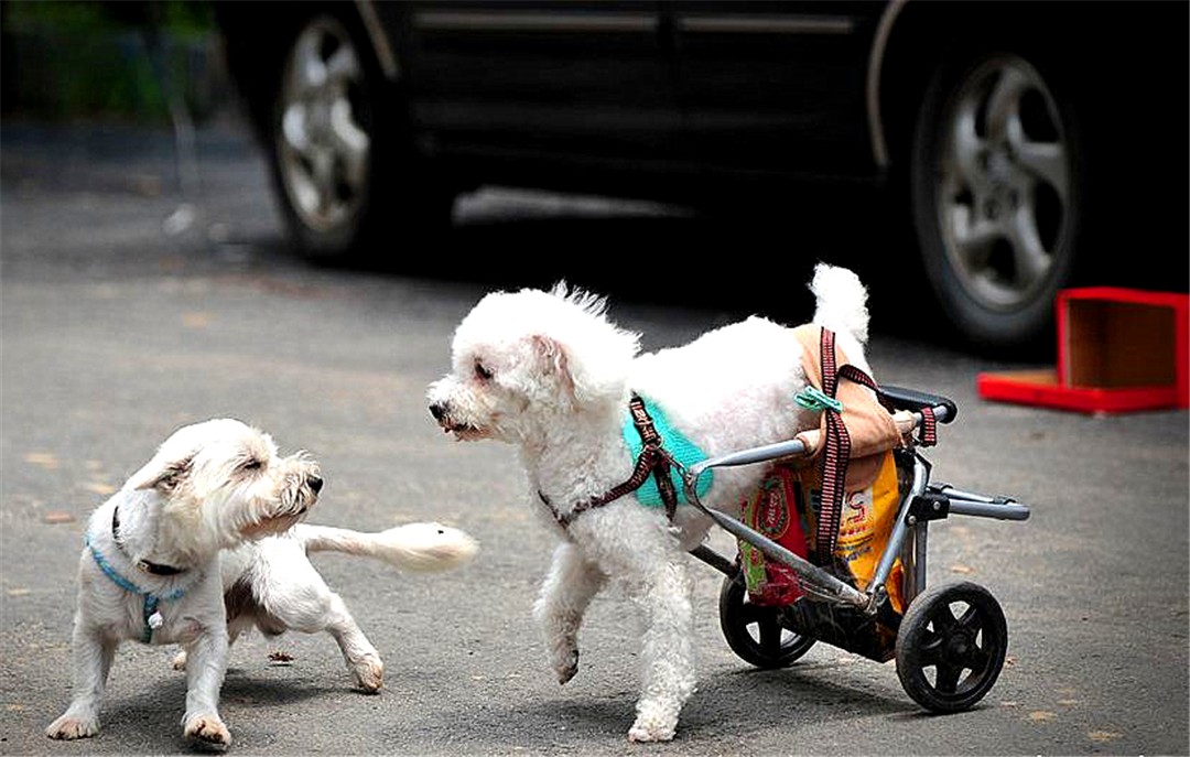 犬腰椎间盘疾病的部位,狗腰椎间盘突出的治疗方法