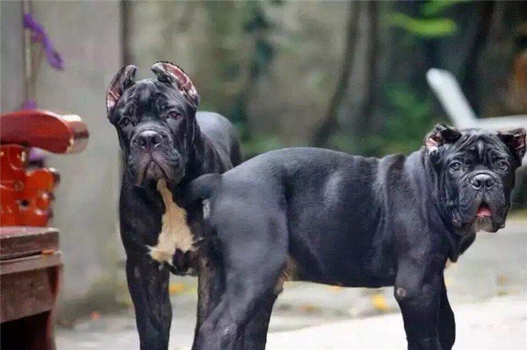 世界上最凶猛的十大恶犬,世界上最凶猛的狗藏獒仅列第四