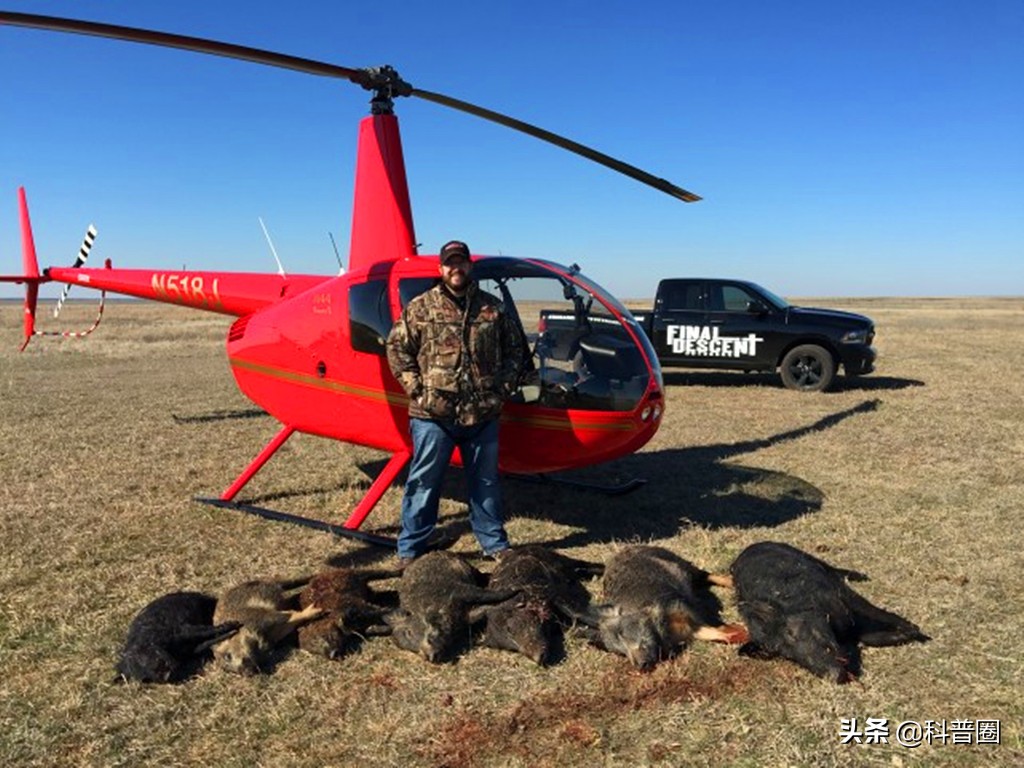 目前国内野猪泛滥的情况怎么样了,野猪泛滥成灾真的有必要保护吗