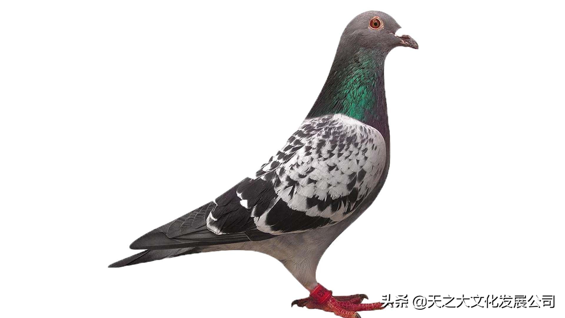 四点鉴定好的鸽子：鸽体翅膀头部体型