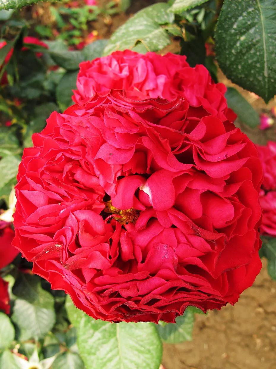 和平月季的价格,和平月季优缺点