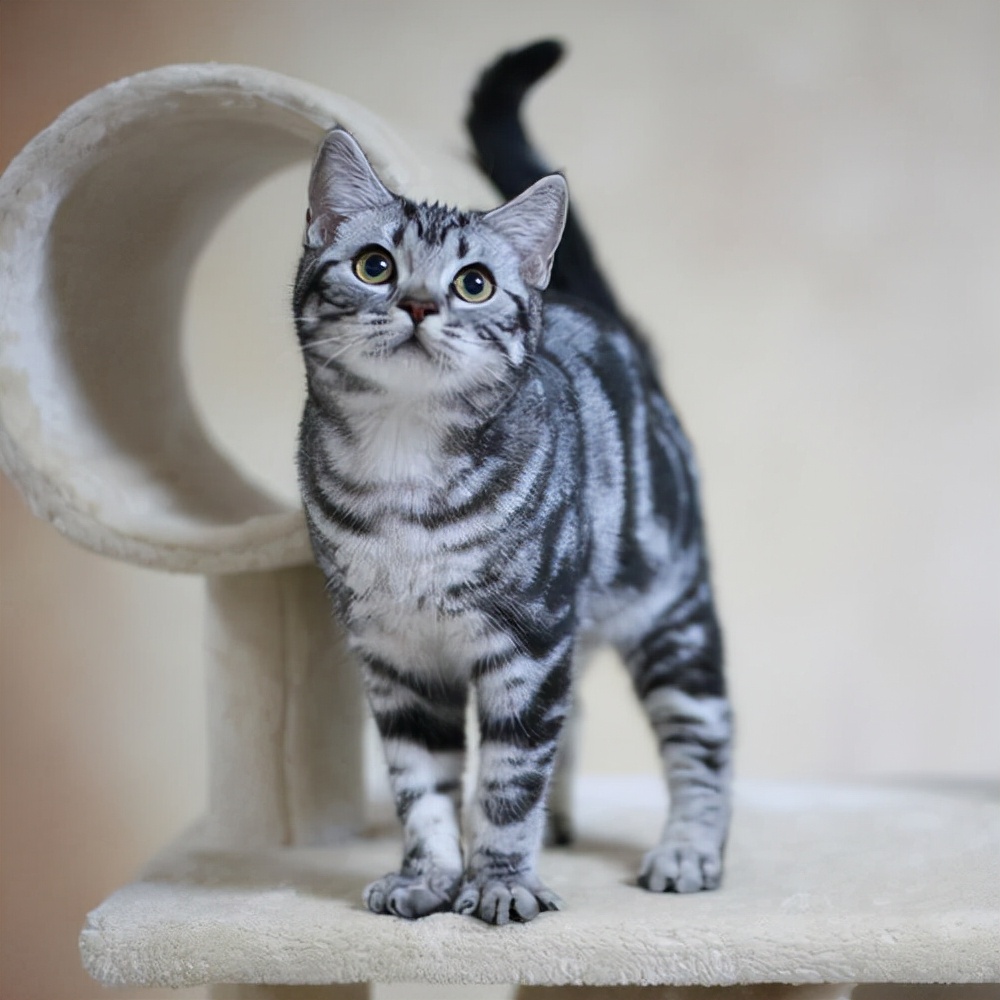 宠物市场重新“洗牌”：橘猫排第二，第一名会是谁呢？