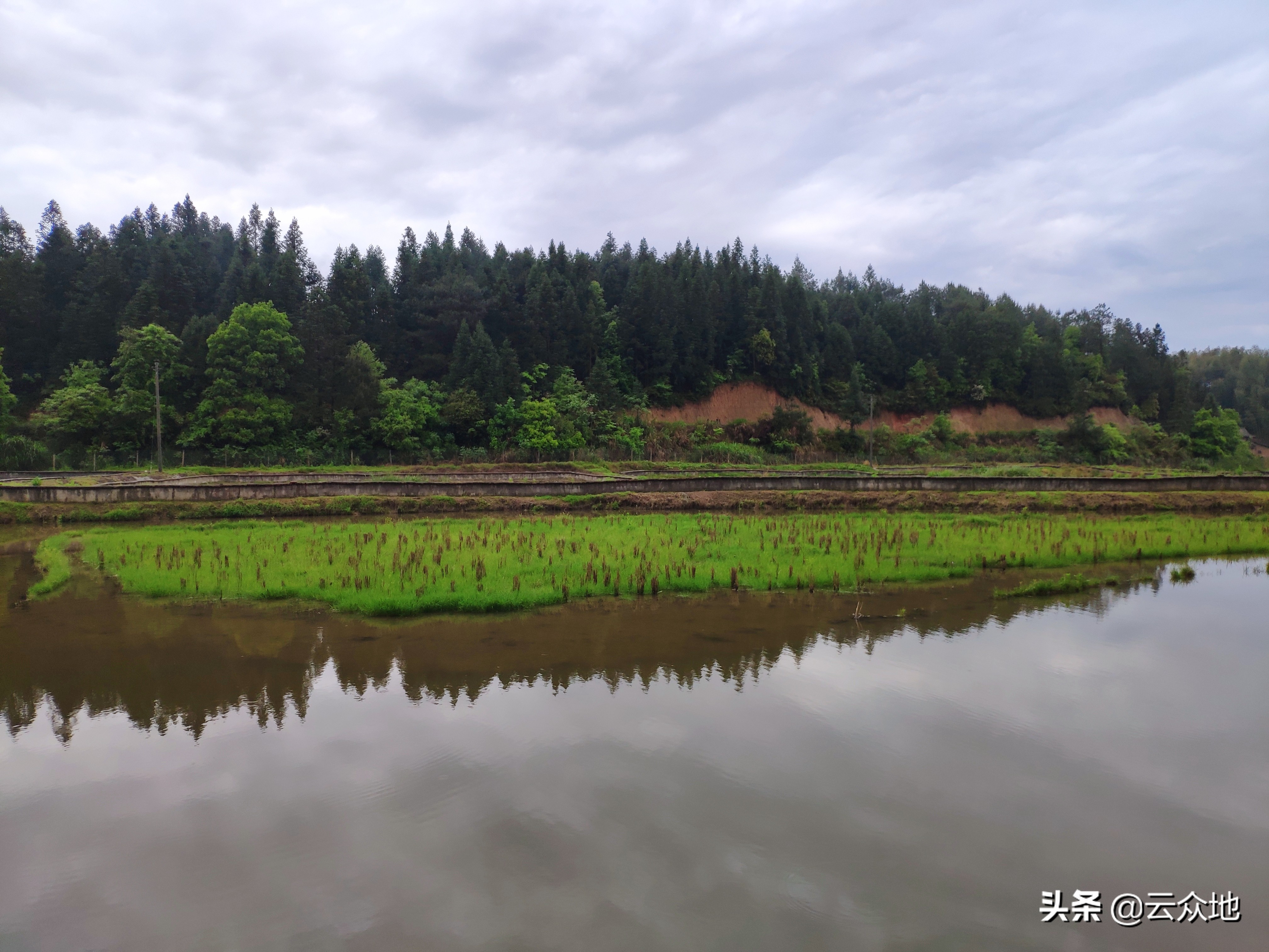 稻鳖蛙共生养殖技术,稻鳖共生养殖技术资料大全