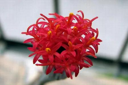 好看好养的多肉类植物,多肉类植物好看