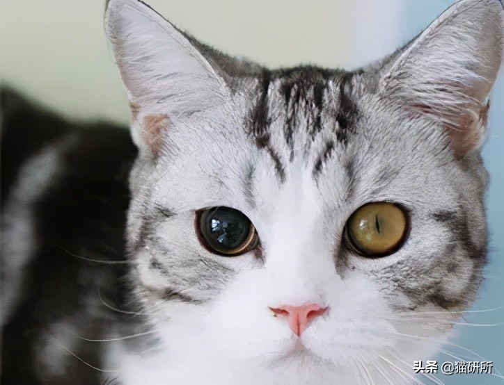 失明猫咪康复治疗,失明猫咪怎么照顾