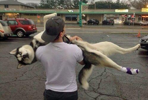 狗狗喜欢乱叫怎么才能让它不叫呢,狗狗喜欢乱咬怎么教