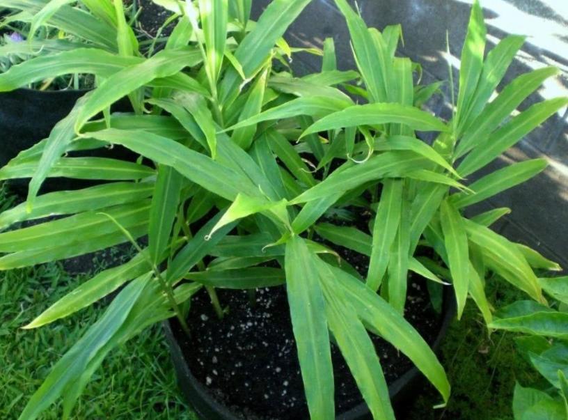 生姜成长记第二季,生姜成长过程步骤图