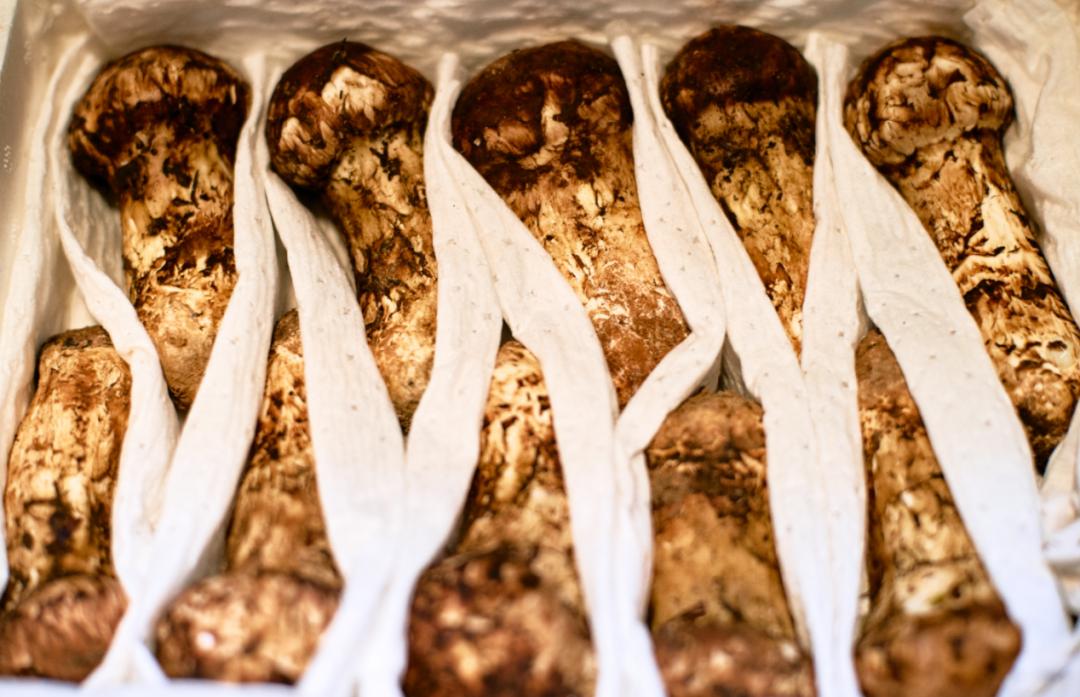 新鲜松茸最佳吃法,新鲜松茸清洗后吸水量大保存方法