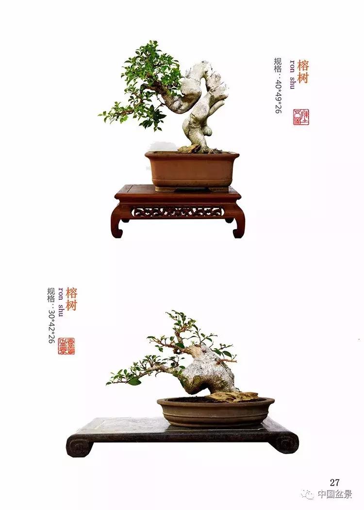 陈文图老师,陈文图盆景欣赏