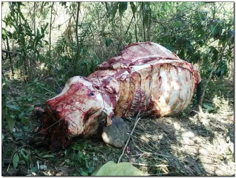 文玩背后的阴暗——鲜血淋漓惨不忍睹！人性居然能恶毒到如此地步