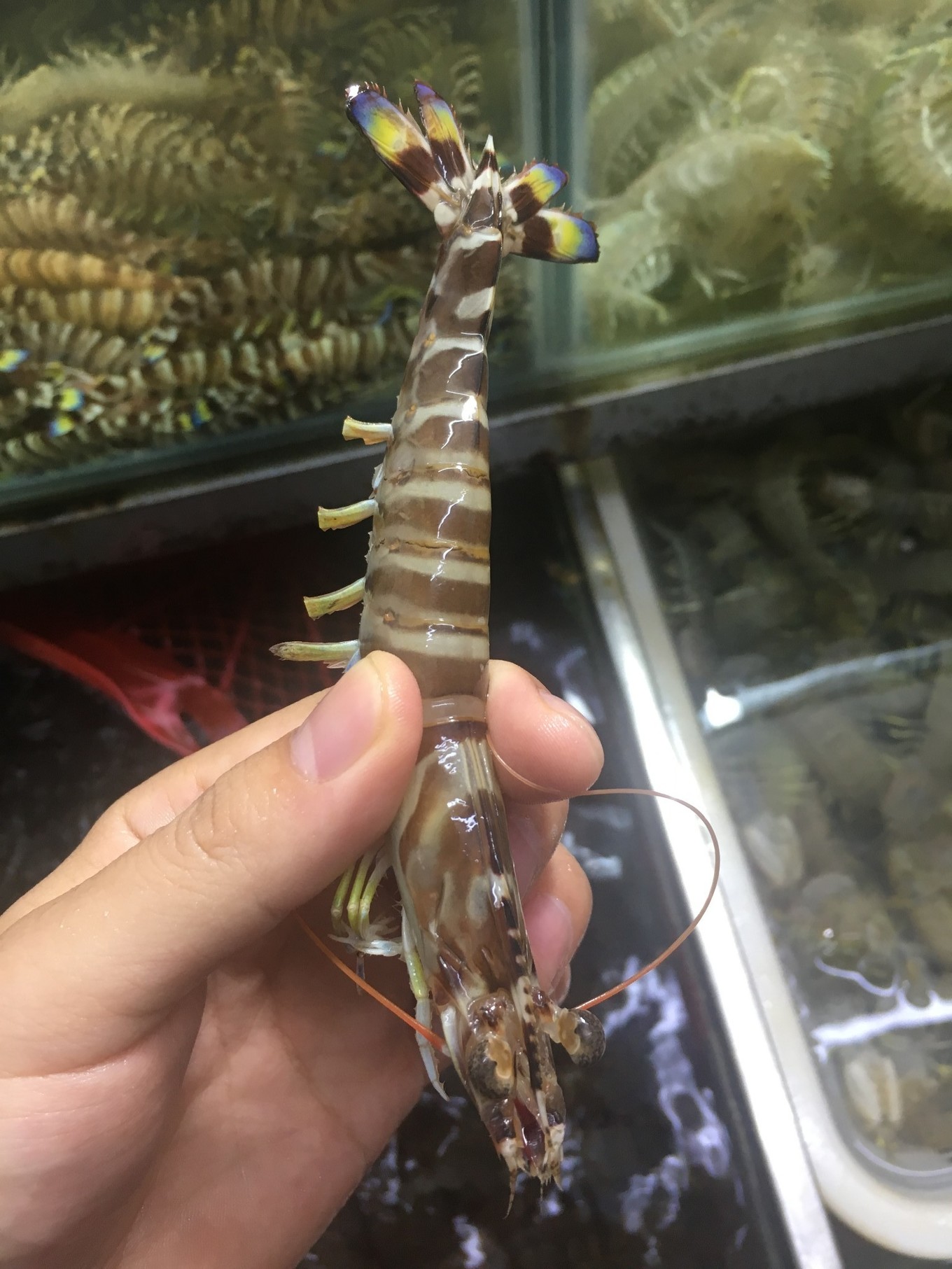 三亚旅游吃海鲜防宰攻略,三亚蜈支洲岛吃海鲜攻略