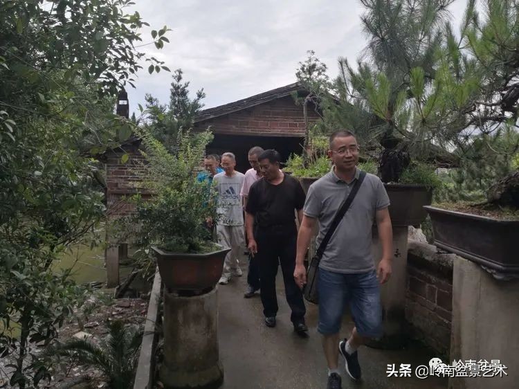 广东的盆景有哪些,适合广东玩的盆景