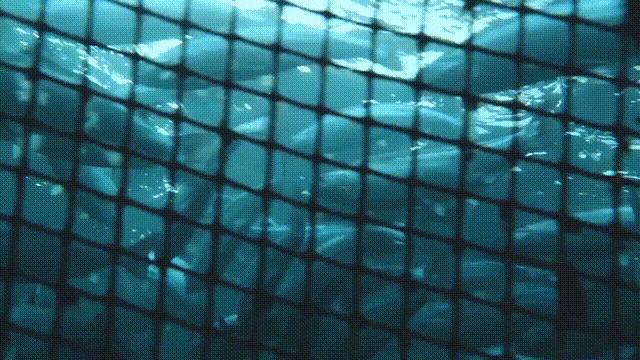 网箱养鱼的发展对策,网箱养鱼前景