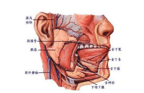 脸部长的腮腺肿瘤,腮腺长了个硬疙瘩一定是肿瘤吗