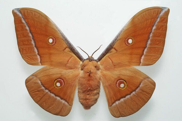 虫子四世同堂一次配齐