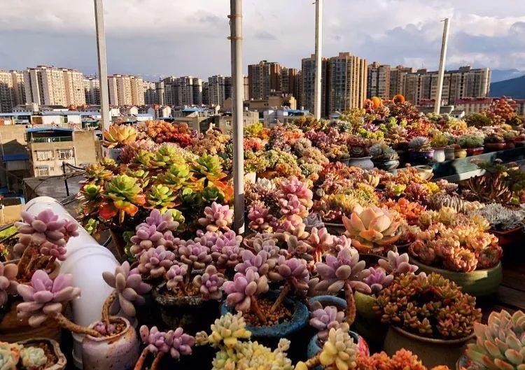 这8种花你不要乱浇水,新手种花品种推荐