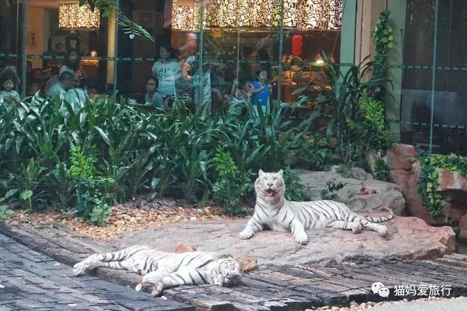 2天游玩广州长隆野生动物园攻略,广州长隆野生动物园步行游玩攻略