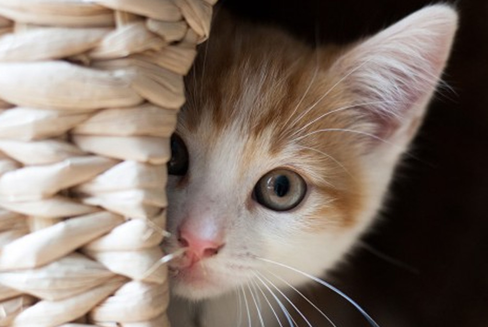 猫害怕陌生人躲起来,怎么让家猫对陌生人有警惕性