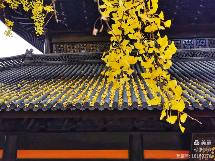 温州茶山五美园的故事,温州茶山五美园