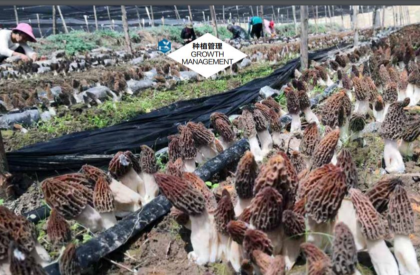 四大名菌羊肚菌功效,羊肚菌4大菌类介绍