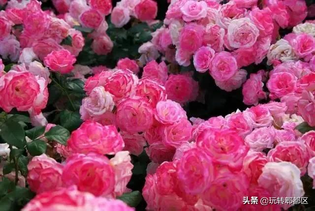 郫都区最美的花海,成都郫都花乡玫瑰开放了吗