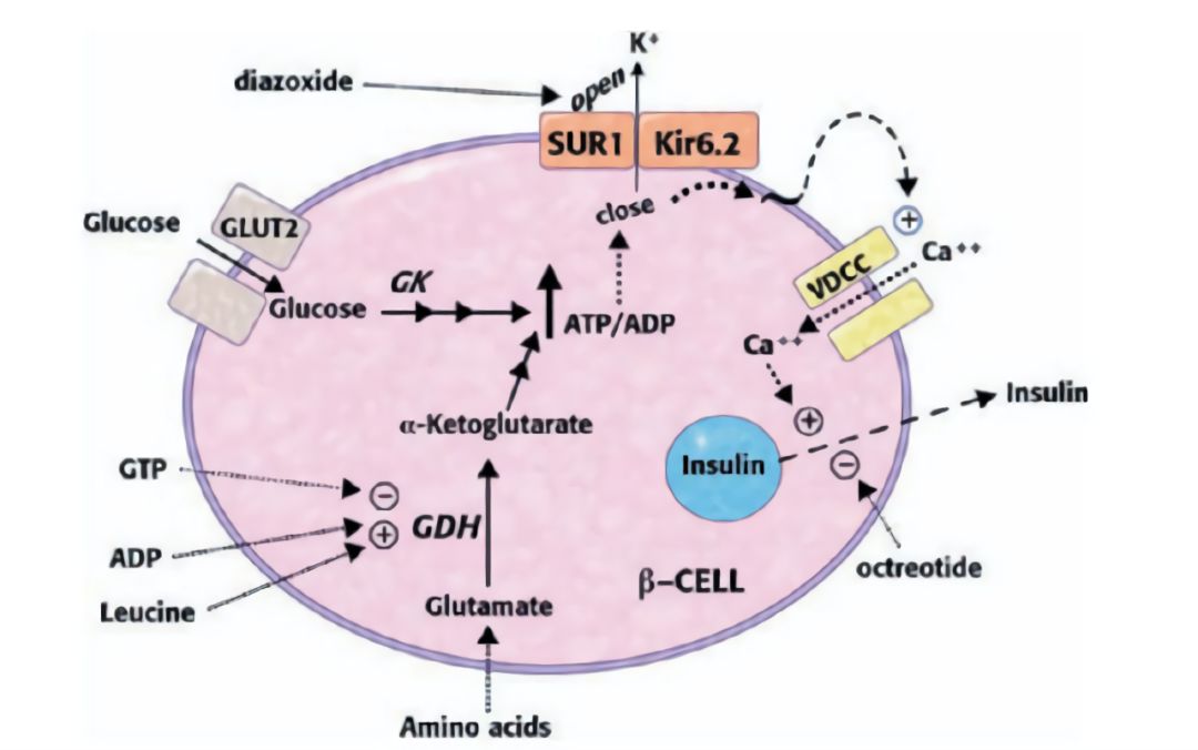 磺脲类降糖药的主要不良反应是,磺酰脲类降糖药的不良反应